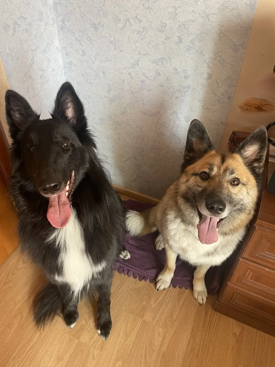 Две собаки из одной семьи в DOGHOMENSK