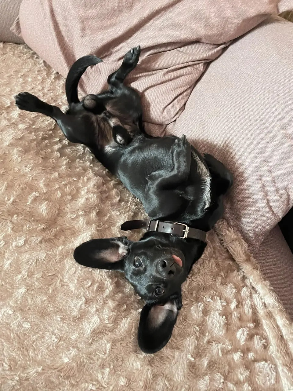 Расслабленная собака отдыхает в DOGHOMENSK